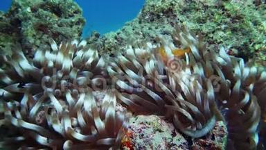 <strong>尼莫小丑鱼</strong>在海葵上五颜六色的健康珊瑚礁。 海葵，<strong>尼莫</strong>夫妇在水下游泳。 红海